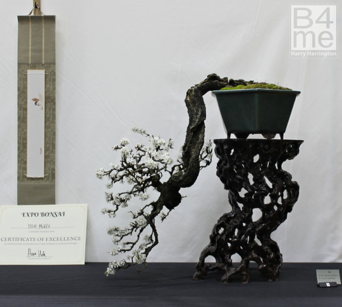 Prunus spinosa Blackthorn bonsai